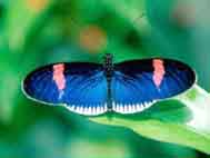 "CityU Web Hacker" Butterfly