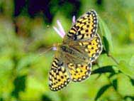 "CityU Web Hacker" Butterfly