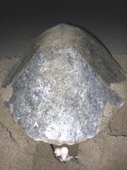 An Olive ridley sea turtle laying eggs