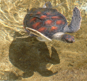Photo of Green Turtle