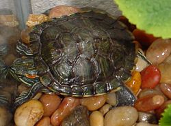 Photo of Red-eared Turtle