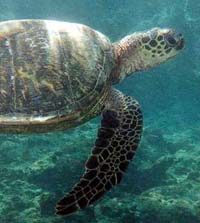 CityU Web Hacker : Turtle