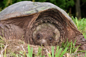 Closeup head-on view of a common snapping turtle (Chelydra serpentina), taken near the St. Lawrence River in northern New York State. (Creative Commons)