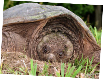 Turtle cover photo