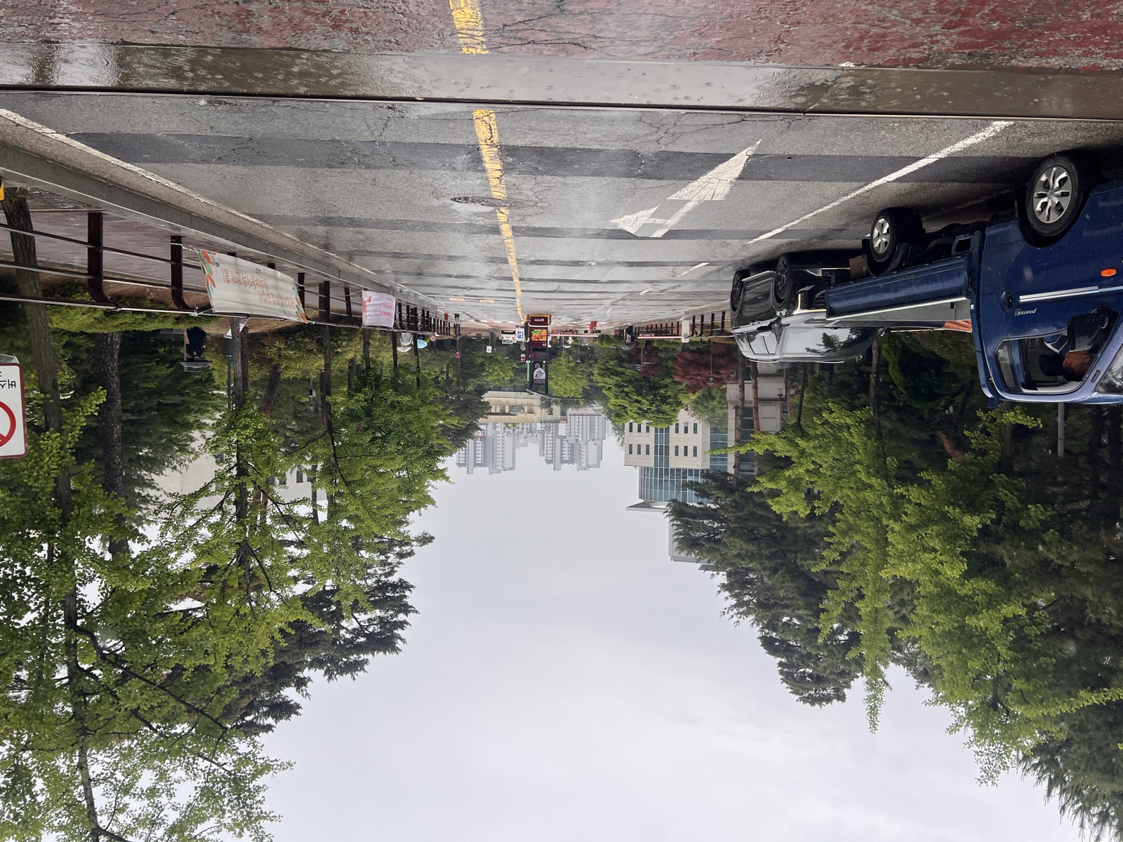 The rain-soaked campus road lined with trees