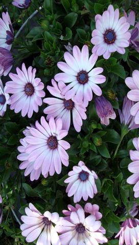 Rotate Anti-Clockwise