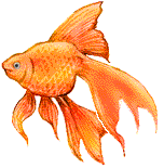 goldfish