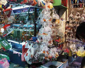 CityU Web Hacker - Goldfish store