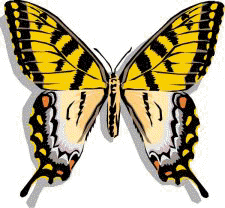 CityU Web Hacker butterfly