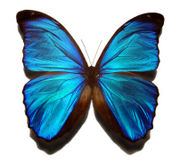Blue_morpho_butterfly_large