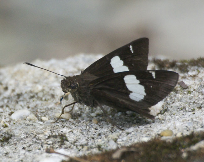 Hesperiidae
