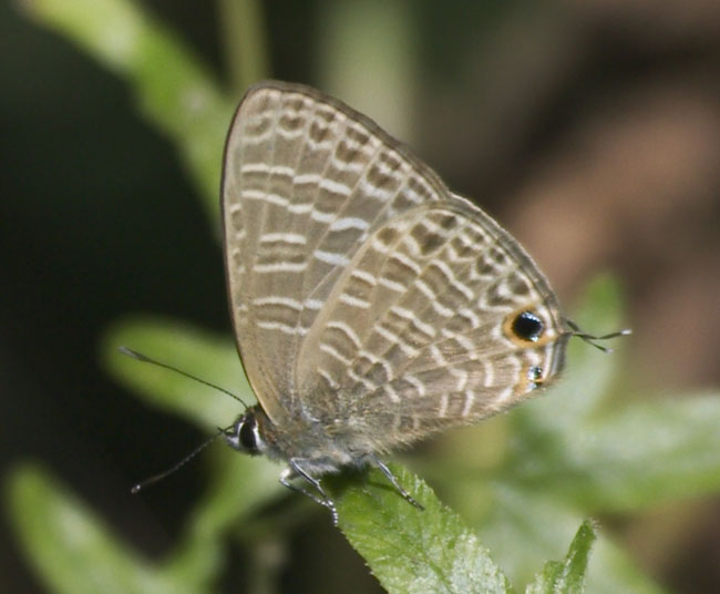 Lycaenidae