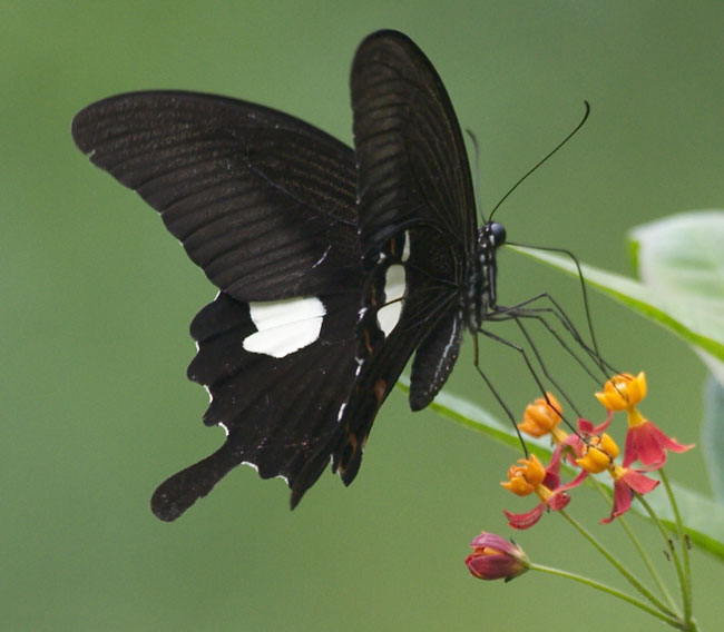 Papilionidae