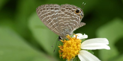 Butterfly: Nacaduba kurava therasia Fruhstorfer 1916