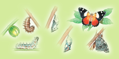 Butterfly's Life Cycle